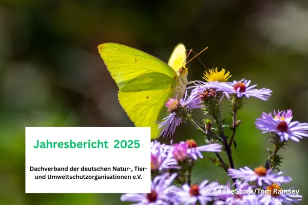Titelblatt DNR-Jahresbericht 2025 mit Zitronenfalter auf lila Blüte